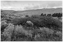 Shrubs in autumn and dunes. Great Sand Dunes National Park, Colorado, USA. (black and white)