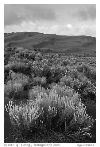 Shrubs and dunes. Great Sand Dunes National Park, Colorado, USA.