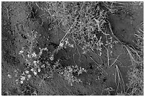 Ground close-up with flowers, shrubs, and sand. Great Sand Dunes National Park, Colorado, USA. (black and white)