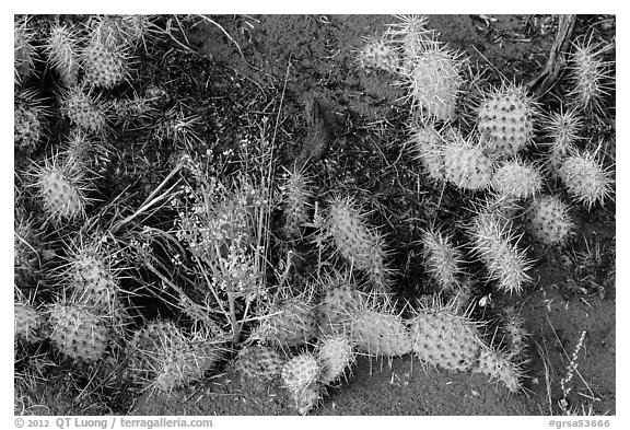 Ground close-up with flowers, cactus, and sand. Great Sand Dunes National Park, Colorado, USA.