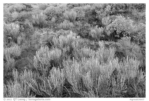 Grassland shrubs. Great Sand Dunes National Park, Colorado, USA.