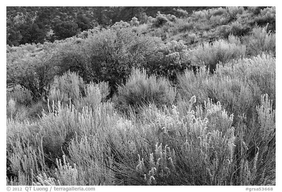 Sage and rabbitbrush. Great Sand Dunes National Park, Colorado, USA.