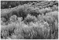 Sage and rabbitbrush. Great Sand Dunes National Park, Colorado, USA. (black and white)