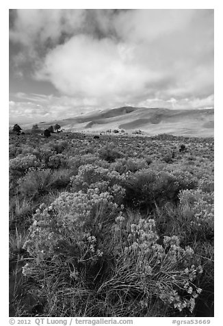 Rubber rabbitbrush. Great Sand Dunes National Park, Colorado, USA.