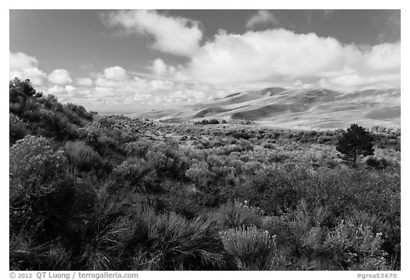 Rabbitbrush in autumn and dunes. Great Sand Dunes National Park, Colorado, USA.