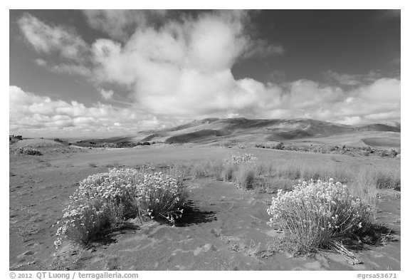 Rabbitbrush in dried Medano creek bed. Great Sand Dunes National Park, Colorado, USA.