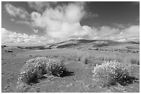 Rabbitbrush in dried Medano creek bed. Great Sand Dunes National Park, Colorado, USA. (black and white)