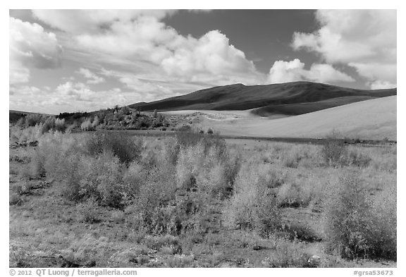 Riparian habitat along Medano Creek in autumn. Great Sand Dunes National Park, Colorado, USA.