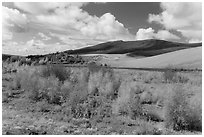 Riparian habitat along Medano Creek in autumn. Great Sand Dunes National Park, Colorado, USA. (black and white)