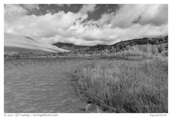 Grasses, patterns in sand of Medano Creek, sand dunes in autumn. Great Sand Dunes National Park and Preserve (black and white)