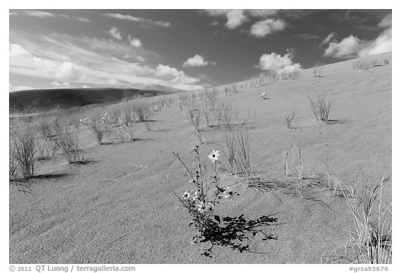 Prairie sunflowers and blowout grasses on sand dunes. Great Sand Dunes National Park, Colorado, USA.