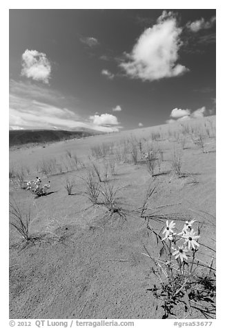 Prairie sunflowers and blowout grasses on dune field. Great Sand Dunes National Park, Colorado, USA.