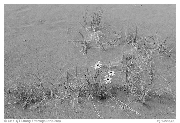 Close-up of Prairie sunflowers and blowout grasses. Great Sand Dunes National Park and Preserve (black and white)