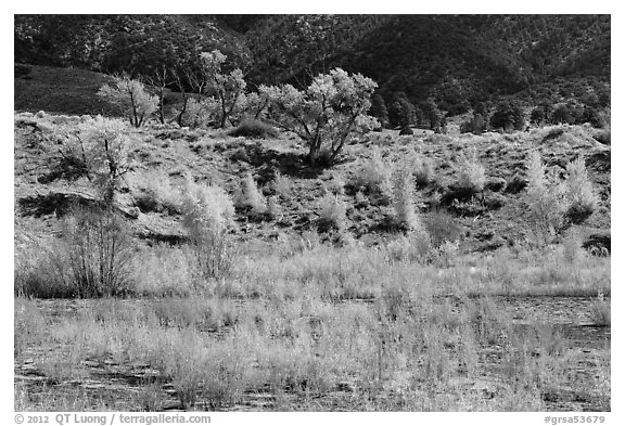 Riparian vegetation in autum foliage, Medano Creek. Great Sand Dunes National Park, Colorado, USA.