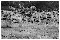 Riparian vegetation in autum foliage, Medano Creek. Great Sand Dunes National Park, Colorado, USA. (black and white)