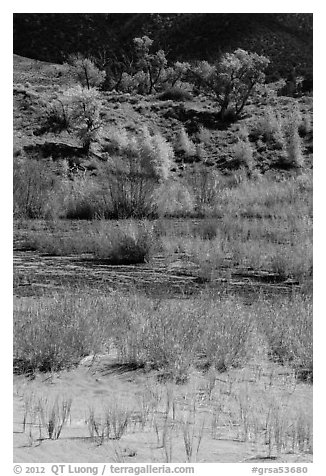 Shrubs and cottonwoods in autum foliage, Medano Creek. Great Sand Dunes National Park, Colorado, USA.