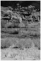 Shrubs and cottonwoods in autum foliage, Medano Creek. Great Sand Dunes National Park and Preserve ( black and white)