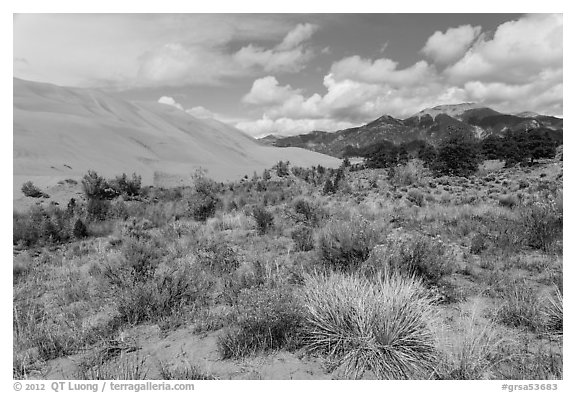 Desert shrubs, dunes and mountains. Great Sand Dunes National Park, Colorado, USA.