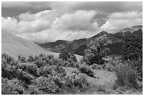 Autumn color on Escape Dunes. Great Sand Dunes National Park, Colorado, USA. (black and white)