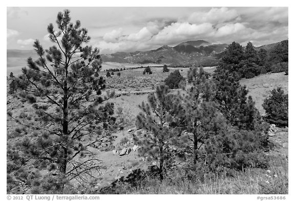 Pinyon pines. Great Sand Dunes National Park, Colorado, USA.