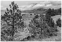 Pinyon pines. Great Sand Dunes National Park, Colorado, USA. (black and white)