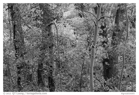 Forest in autumn along Mosca Creek. Great Sand Dunes National Park and Preserve (black and white)