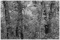 Forest in autumn along Mosca Creek. Great Sand Dunes National Park, Colorado, USA. (black and white)