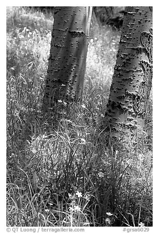 Aspen trunks in summer near Medano Pass. Great Sand Dunes National Park and Preserve (black and white)