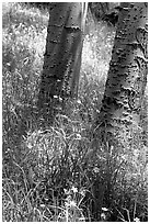 Aspen trunks in summer near Medora Pass. Great Sand Dunes National Park, Colorado, USA. (black and white)