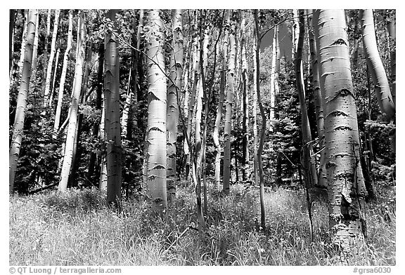 Aspen trees in summer near Medora Pass. Great Sand Dunes National Park, Colorado, USA.