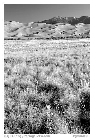 Grass and dunes, morning. Great Sand Dunes National Park, Colorado, USA.