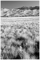 Grass and dunes, morning. Great Sand Dunes National Park, Colorado, USA. (black and white)