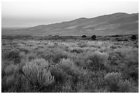 Grasslands with rubber rabbitbrush, sagebrush, and dunefield at dawn. Great Sand Dunes National Park and Preserve ( black and white)