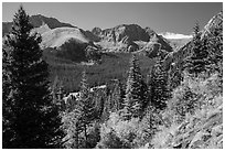 Subalpine forest, Sangre de Cristo mountains. Great Sand Dunes National Park and Preserve ( black and white)