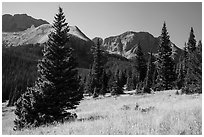 Subalpine meadow in Sand Creek Valley. Great Sand Dunes National Park and Preserve ( black and white)