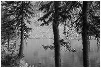 Trees on shore on Lower Sand Creek Lake. Great Sand Dunes National Park and Preserve ( black and white)