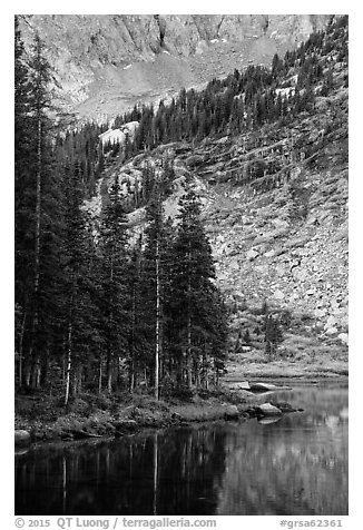 Firs on shoreline, Lower Sand Creek Lake. Great Sand Dunes National Park and Preserve (black and white)