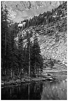 Firs on shoreline, Lower Sand Creek Lake. Great Sand Dunes National Park and Preserve ( black and white)