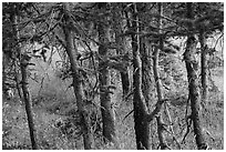 Fir trunks, Lower Sand Creek Lake. Great Sand Dunes National Park and Preserve ( black and white)