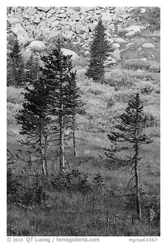 Fir trees, srubs in autumn color, and rocks. Great Sand Dunes National Park and Preserve (black and white)
