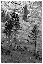 Fir trees, srubs in autumn color, and rocks. Great Sand Dunes National Park and Preserve ( black and white)