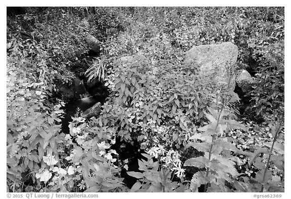 Lush vegetation around creek. Great Sand Dunes National Park and Preserve (black and white)