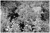 Lush vegetation around creek. Great Sand Dunes National Park and Preserve ( black and white)