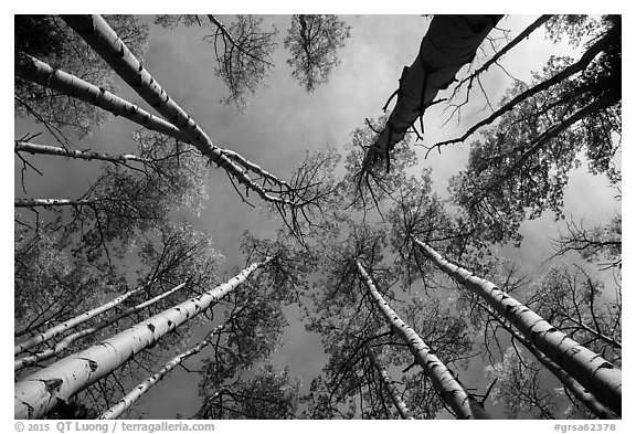 Looking up aspen. Great Sand Dunes National Park and Preserve (black and white)