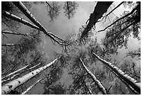 Looking up aspen. Great Sand Dunes National Park and Preserve ( black and white)