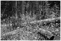 Wildflowers aud forest in autumn. Great Sand Dunes National Park and Preserve ( black and white)