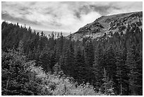 Peak rising above fir forest. Great Sand Dunes National Park and Preserve ( black and white)