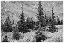 Firs, shrubs in autumn color, and rocky slopes. Great Sand Dunes National Park and Preserve ( black and white)