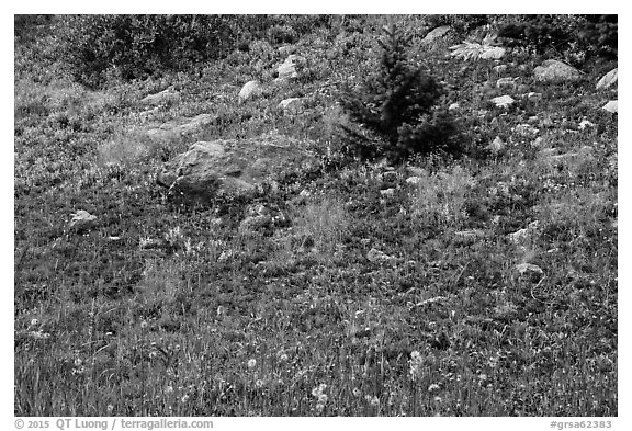 Berry plants in red autumn foliage. Great Sand Dunes National Park and Preserve (black and white)