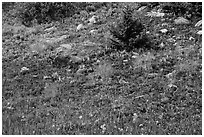 Berry plants in red autumn foliage. Great Sand Dunes National Park and Preserve ( black and white)